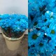 MARGARITA TINTADA AZUL CLARO 