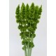 MOLUCELA LEAVIS 80 CM