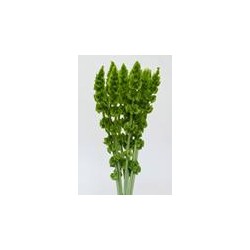 MOLUCELA LEAVIS 80 CM