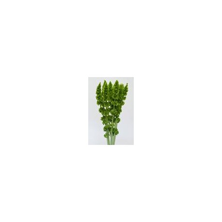 MOLUCELA LEAVIS 80 CM