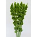 MOLUCELA LEAVIS 80 CM