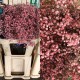 PANICULATA PINTADA ROJO 750 GR