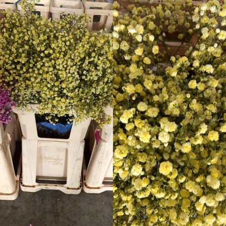 PANICULATA PINTADA AMARILLA 750 GR