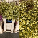 PANICULATA PINTADA AMARILLA 750 GR