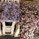 PANICULATA PINTADA ROSA 750 GR