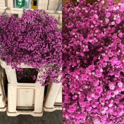 SANTOS-PANICULATA PINTADA FUCSIA