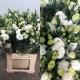 SANTOS-LISIANTHUS DOBLE BLANCO