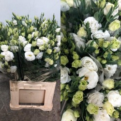 SANTOS-LISIANTHUS DOBLE BLANCO