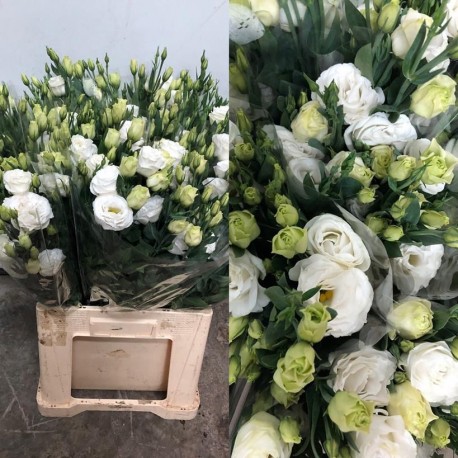 SANTOS-LISIANTHUS DOBLE BLANCO