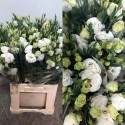 SANTOS-LISIANTHUS DOBLE BLANCO