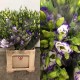 SANTOS-LISIANTHUS DOBLE FILO AZUL 