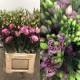 SANTOS-LISIANTHUS DOBLE ROSA 