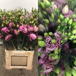 SANTOS-LISIANTHUS DOBLE ROSA 