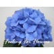 SANTOS-HORTENSIA AZUL