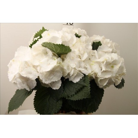 SANTOS-HORTENSIA BLANCA