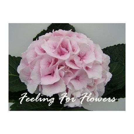 SANTOS-HORTENSIA ROSA
