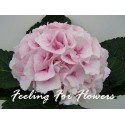 SANTOS-HORTENSIA ROSA