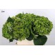 SANTOS-HORTENSIA VERDE