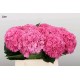 SANTOS-HORTENSIA FUCSIA
