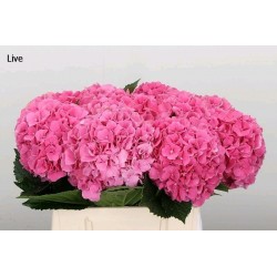 SANTOS-HORTENSIA FUCSIA