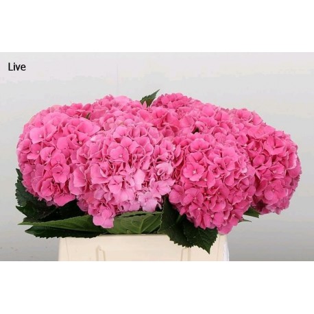 SANTOS-HORTENSIA FUCSIA