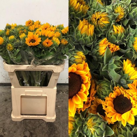 SANTOS-GIRASOL NACIONAL