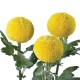 SANTOS-MARGARITA UNIFLOR PIMPOM AMARILLO