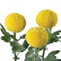 SANTOS-MARGARITA UNIFLOR PIMPOM AMARILLO