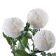 SANTOS-MARGARITA UNIFLOR PIMPOM BLANCO