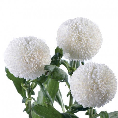 SANTOS-MARGARITA UNIFLOR PIMPOM BLANCO