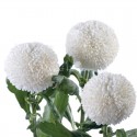 SANTOS-MARGARITA UNIFLOR PIMPOM BLANCO