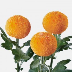 SANTOS-MARGARITA UNIFLOR PIMPOM NARANJA