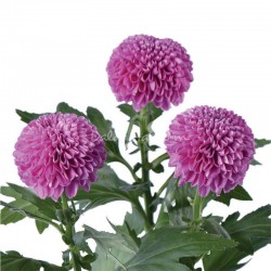 SANTOS-MARGARITA UNIFLOR PIMPOM PURPLE