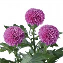 SANTOS-MARGARITA UNIFLOR PIMPOM PURPLE