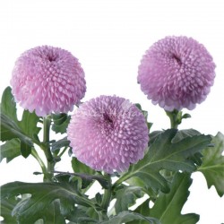 SANTOS-MARGARITA UNIFLOR PIMPOM ROSA