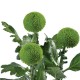 SANTOS-MARGARITA UNIFLOR PIMPOM VERDE