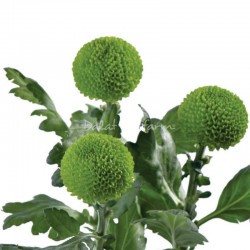 SANTOS-MARGARITA UNIFLOR PIMPOM VERDE