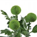 SANTOS-MARGARITA UNIFLOR PIMPOM VERDE