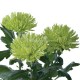 SANTOS-MARGARITA UNIFLOR ANASTASIA VERDE