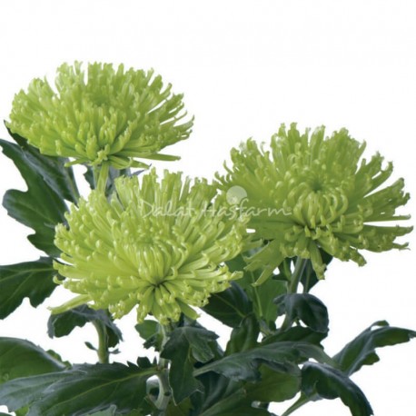 SANTOS-MARGARITA UNIFLOR ANASTASIA VERDE