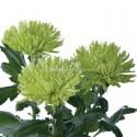 SANTOS-MARGARITA UNIFLOR ANASTASIA VERDE