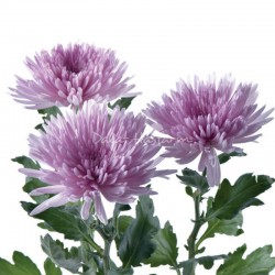 SANTOS-MARGARITA UNIFLOR ANASTASIA ROSA