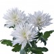 SANTOS-MARGARITA UNIFLOR ANASTASIA BLANCA
