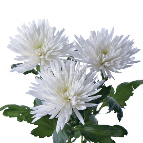 SANTOS-MARGARITA UNIFLOR ANASTASIA BLANCA