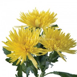 SANTOS-MARGARITA UNIFLOR ANASTASIA AMARILLO