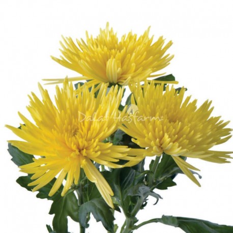 SANTOS-MARGARITA UNIFLOR ANASTASIA AMARILLO