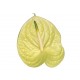 SANTOS-ANTHURIUM CHAMPAGNE X16 HOL