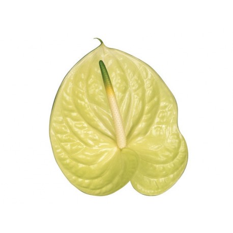 SANTOS-ANTHURIUM CHAMPAGNE X16 HOL