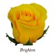 SANTOS-ROSA ECU AMARILLA BRIGHTON 50 CM X25