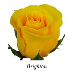 SANTOS-ROSA ECU AMARILLA BRIGHTON 50 CM X25